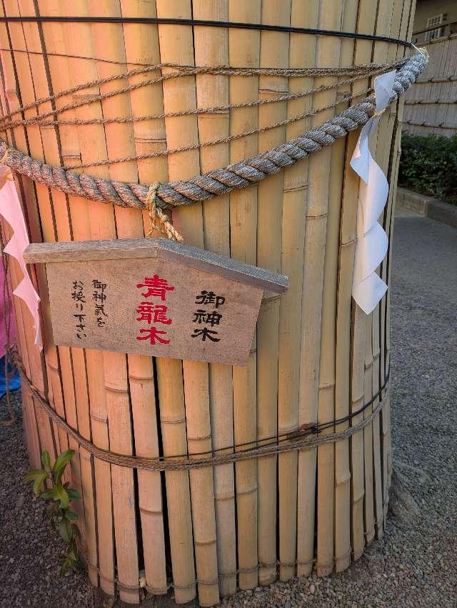 青龍御神木 青龍木（田無神社）の参拝記録4