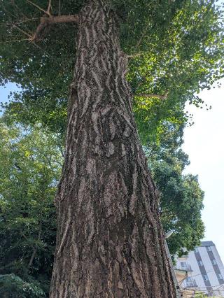 御神木 青龍木（田無神社）の参拝記録(はくすみさん)