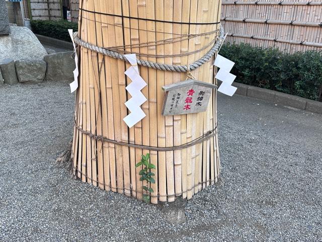 青龍御神木 青龍木（田無神社）の参拝記録3