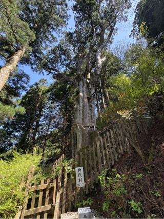 神代杉（玉置神社　境内）の参拝記録(いけさん)
