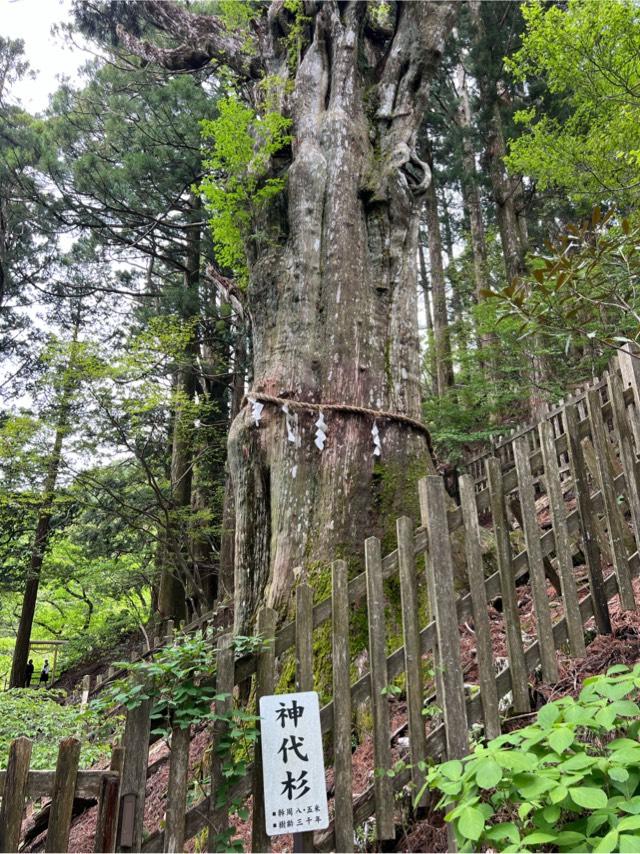 神代杉の写真1