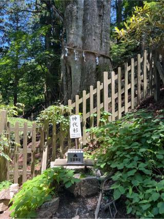 神代杉（玉置神社　境内）の参拝記録(⛩️🐍🐢まめ🐢🐍⛩️さん)
