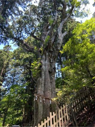 神代杉（玉置神社　境内）の参拝記録(⛩️🐍🐢まめ🐢🐍⛩️さん)