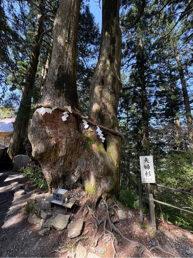 夫婦杉（玉置神社　境内）の参拝記録3