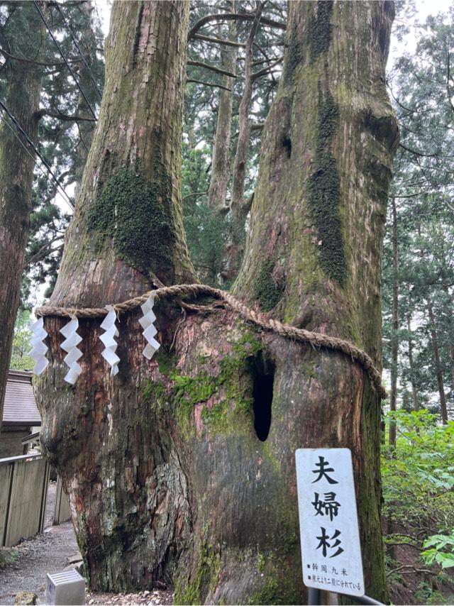 夫婦杉の写真1