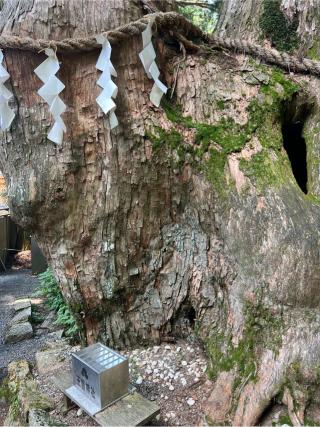 夫婦杉（玉置神社　境内）の参拝記録(⛩️🐍🐢まめ🐢🐍⛩️さん)