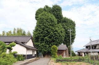 築地天満宮の参拝記録(ドラゴンさん)