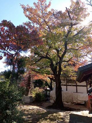 清林山 金蔵寺(日吉不動尊)の参拝記録(トカさんさん)