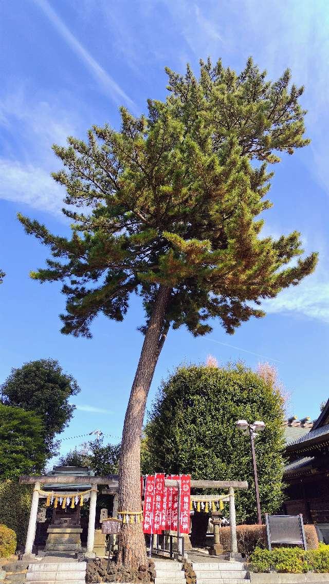 御神木 三本願い松（中野沼袋氷川神社 境内）の参拝記録2