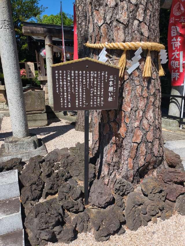 御神木 三本願い松（中野沼袋氷川神社 境内）の参拝記録1