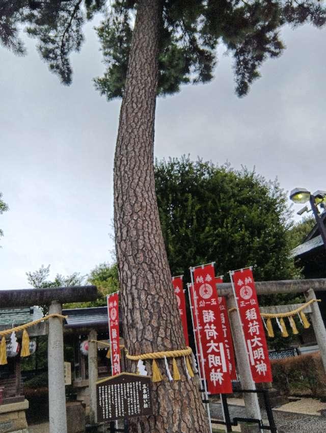 御神木 三本願い松（中野沼袋氷川神社 境内）の参拝記録8