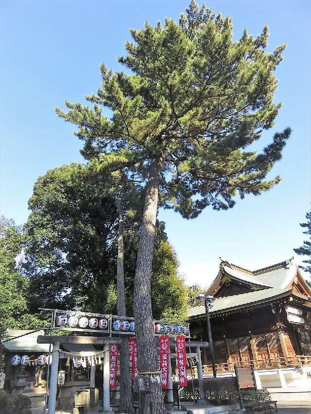 御神木 三本願い松の写真1
