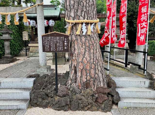 東京都中野区沼袋1-31-4 御神木 三本願い松（中野沼袋氷川神社 境内）の写真2