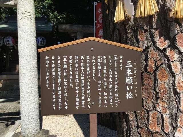 東京都中野区沼袋1-31-4 御神木 三本願い松（中野沼袋氷川神社 境内）の写真3
