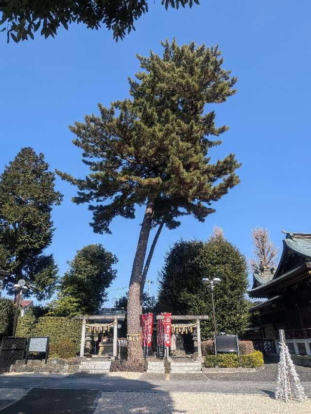 御神木 三本願い松（中野沼袋氷川神社 境内）の参拝記録1
