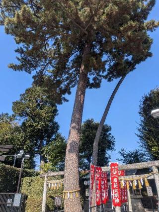 御神木 三本願い松（中野沼袋氷川神社 境内）の参拝記録(はくすみさん)