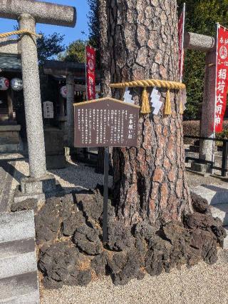 御神木 三本願い松（中野沼袋氷川神社 境内）の参拝記録(はくすみさん)