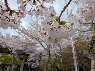 春川稲荷神社の参拝記録(恭子さん)