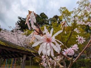 前光稲荷神社の参拝記録(恭子さん)