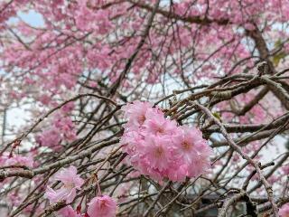 山王権現社の参拝記録(恭子さん)