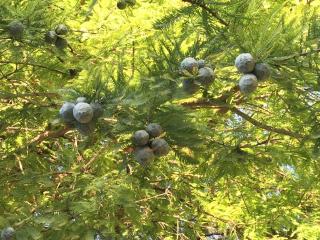 徳恩寺の参拝記録(あさぽんさん)