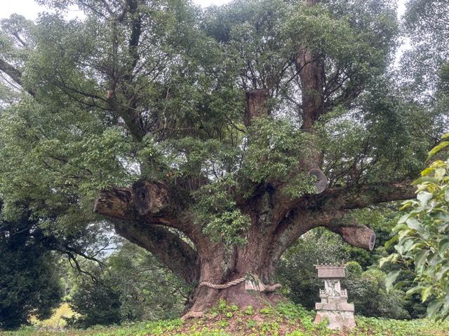 クスの森若宮神社の参拝記録1