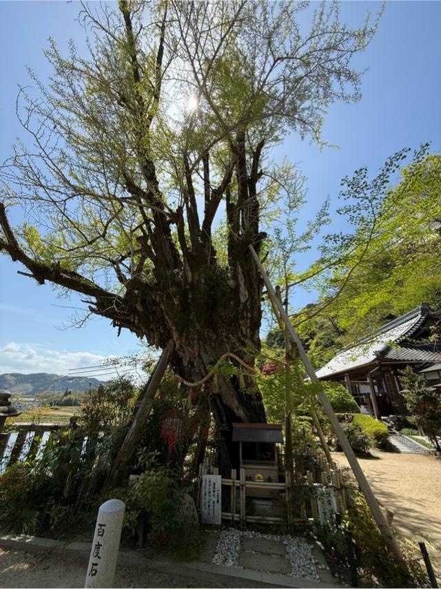 乳銀杏の参拝記録1