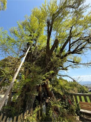 乳銀杏の参拝記録(あきちゃんさん)