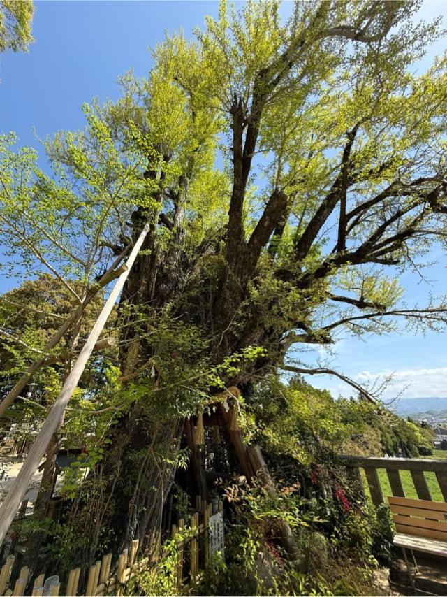 奈良県御所市森脇５６９ 乳銀杏の写真2