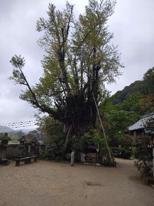 乳銀杏の参拝記録1