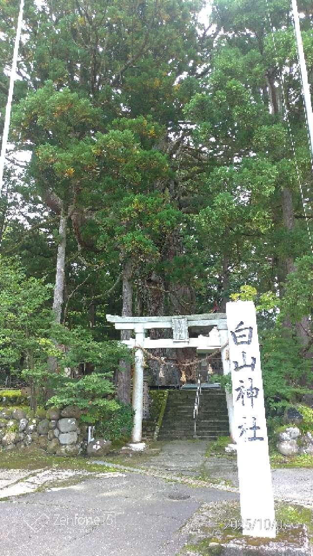 白山神社の大杉の写真1