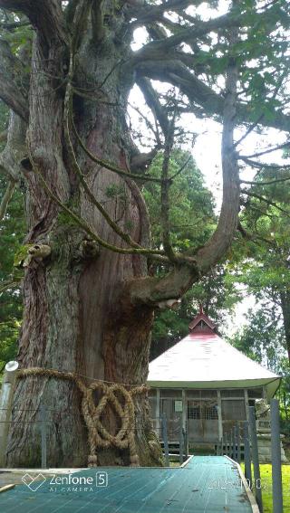 白山神社の大杉の参拝記録(素人方丈・成分全血献血で社会貢献中。さん)