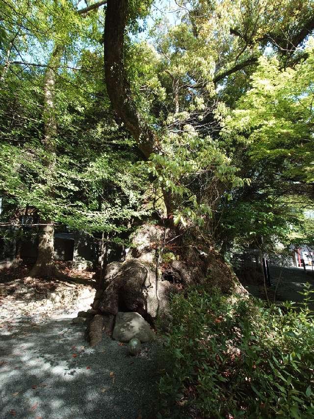 第二大楠（熱海來宮神社 境内）の参拝記録1