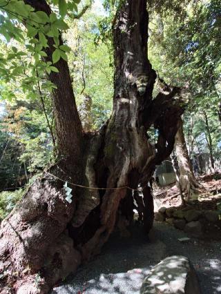 第二大楠（熱海來宮神社 境内）の参拝記録(longironさん)