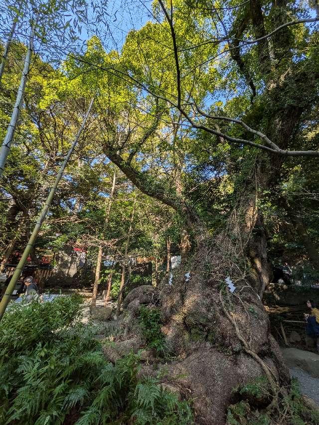 第二大楠（熱海來宮神社 境内）の参拝記録2