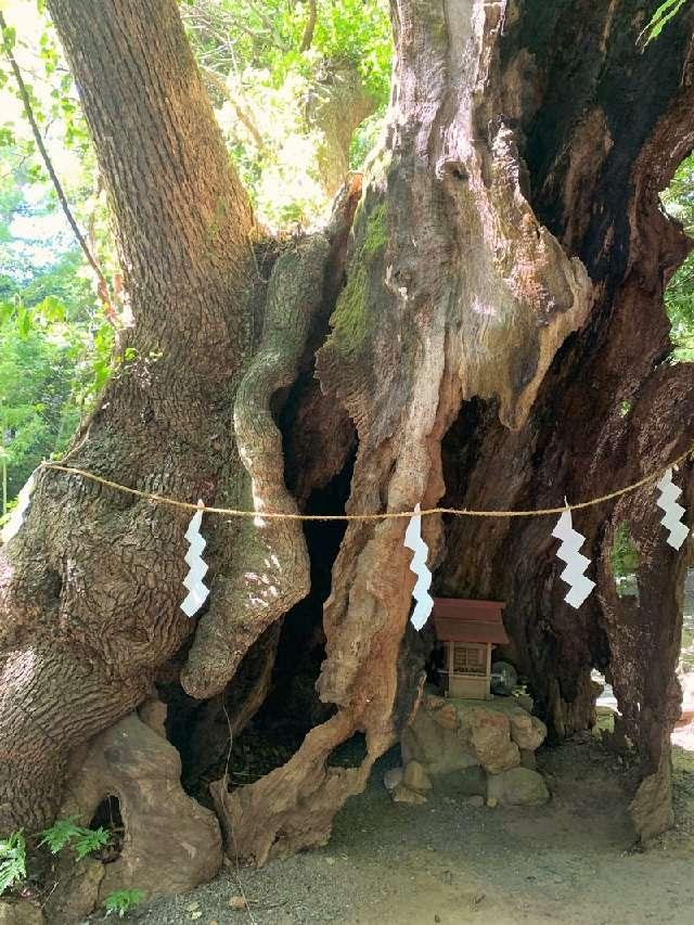 第二大楠（熱海來宮神社 境内）の写真1