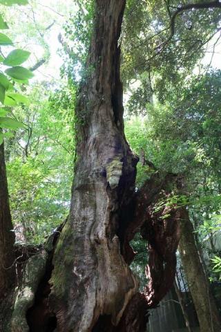 第二大楠（熱海來宮神社 境内）の参拝記録(ヒロさん)