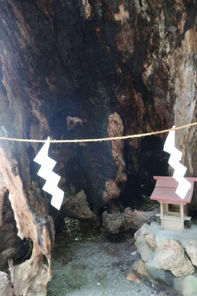 静岡県熱海市西山町43-1 第二大楠（熱海來宮神社 境内）の写真3