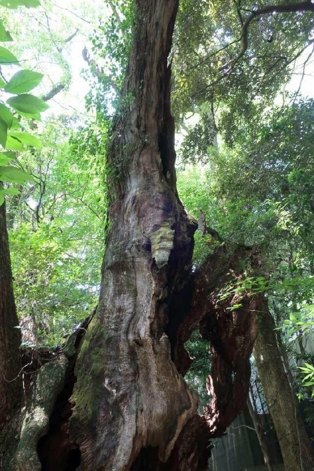 静岡県熱海市西山町43-1 第二大楠（熱海來宮神社 境内）の写真4