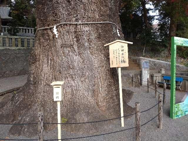 御神木の楠（五所神社境内）の写真1