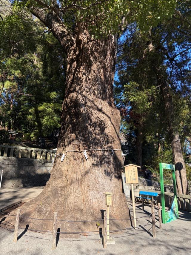御神木の楠（五所神社境内）の参拝記録1