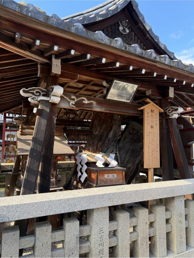 相性の松（松尾大社　境内）の参拝記録1