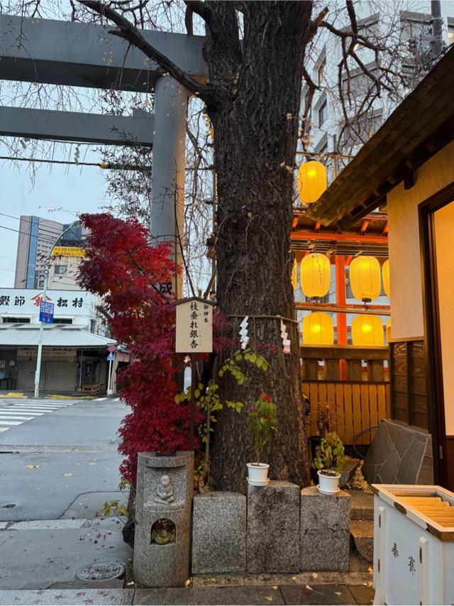 枝垂れ銀杏（波除神社境内）の参拝記録1