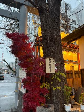 枝垂れ銀杏（波除神社境内）の参拝記録(⛩️🐍🐢まめ🐢🐍⛩️さん)