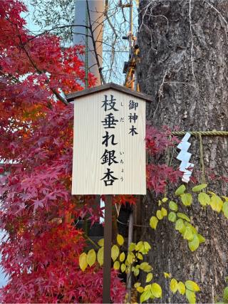 枝垂れ銀杏（波除神社境内）の参拝記録(⛩️🐍🐢まめ🐢🐍⛩️さん)