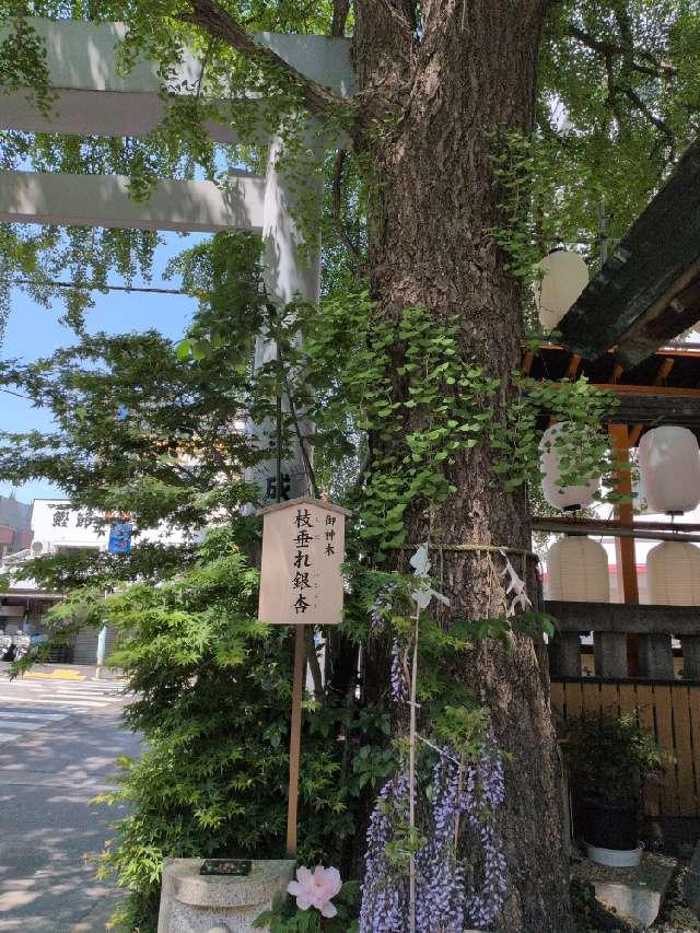 枝垂れ銀杏（波除神社境内）の参拝記録1
