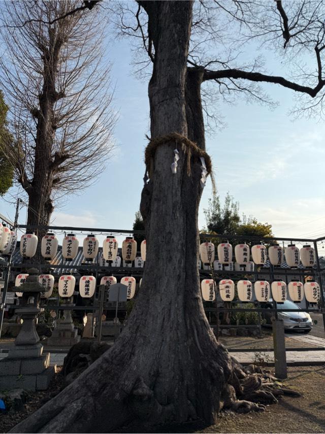 御神木（縣神社境内）の参拝記録1