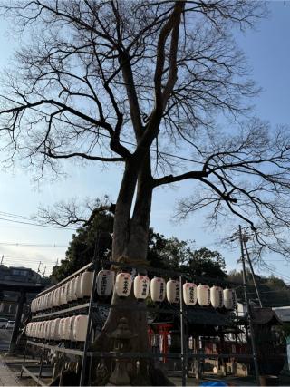 御神木（縣神社境内）の参拝記録(⛩️🐍🐢まめ🐢🐍⛩️さん)
