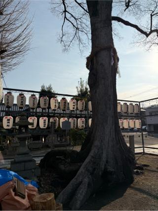 御神木（縣神社境内）の参拝記録(⛩️🐍🐢まめ🐢🐍⛩️さん)