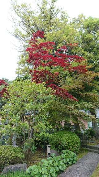 大蓮寺の参拝記録(kenさん)